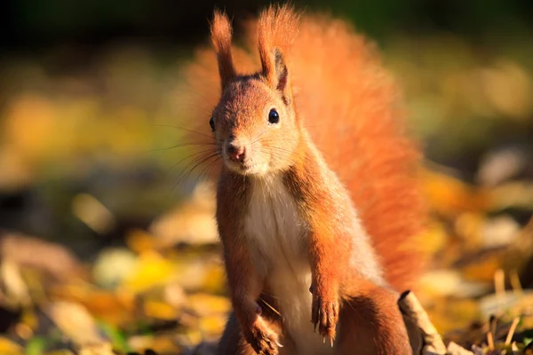 Red squirrel in park — Stock Photo, Image