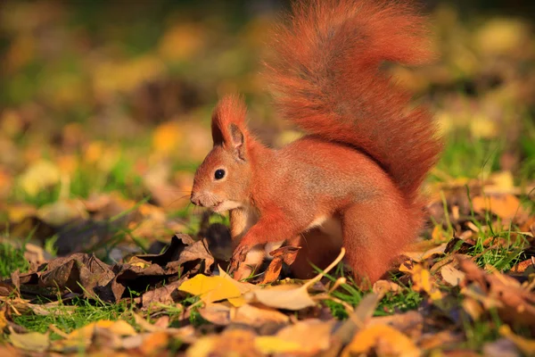 Κόκκινο σκίουρο στο πάρκο — Φωτογραφία Αρχείου