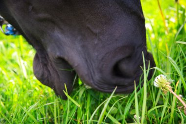 siyah at çim yeme