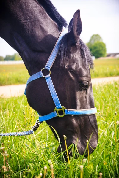 Black horse eating grass — Stock Photo, Image