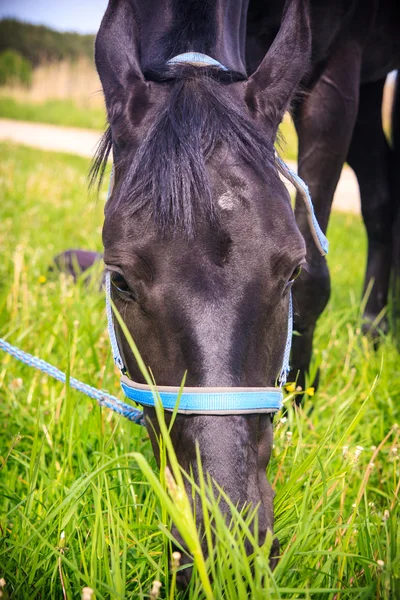 Black horse eating grass — Stock Photo, Image