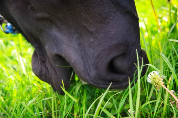 Black horse eating grass — Stock Photo, Image