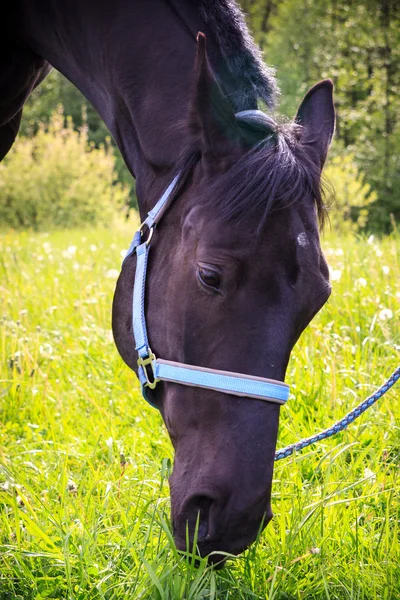 Black horse eating grass — Stock Photo, Image