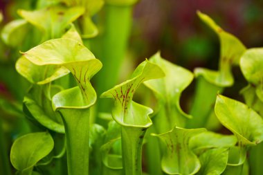 Pitcher plants in hothouse clipart