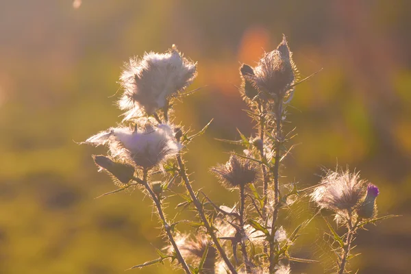 Thistle in the sun — Stock Photo, Image