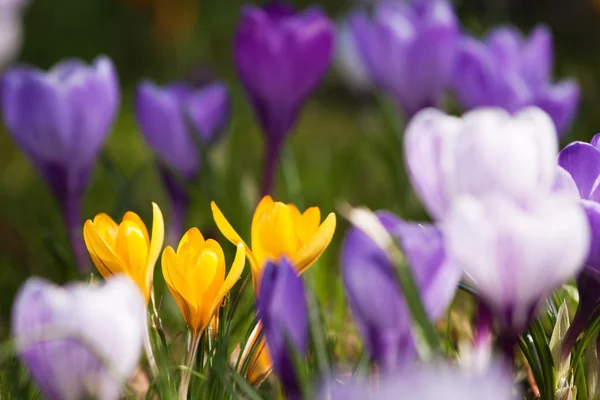 Crocus flores mixtas —  Fotos de Stock