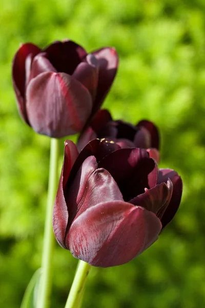 Ein Paar schwarze Tulpen — Stockfoto