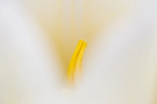 Белый тюльпановый макрос — стоковое фото