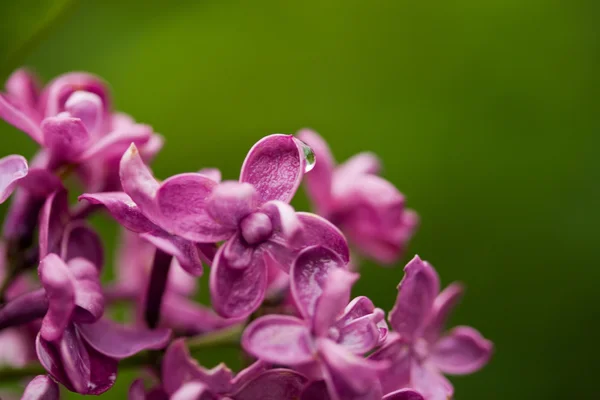 Violette Fliederblume — Stockfoto