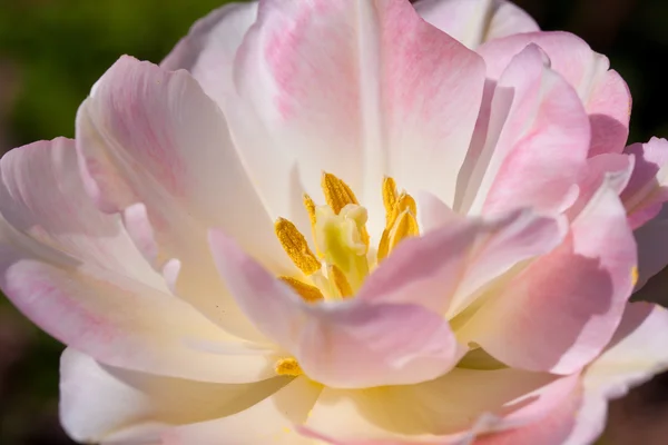 Nahaufnahme rosa Tulpe — Stockfoto