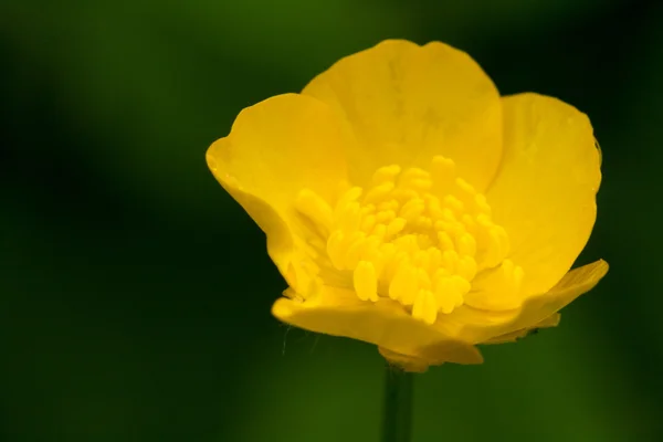 Primo piano Marsh Marigold — Foto Stock