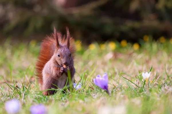 Eichhörnchen im Gras — Stockfoto