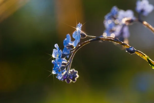 Esquecer-me-não flor — Fotografia de Stock