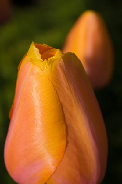 Bos van tulpen — Stockfoto