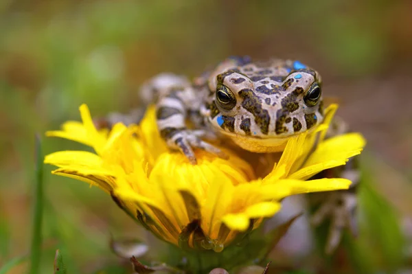 Jeune crapaud sur la fleur — Photo