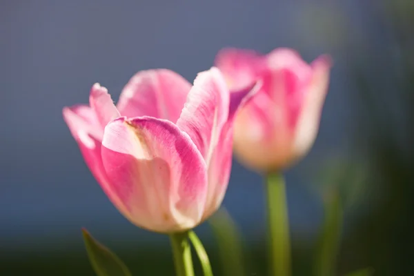 Tulipan różowy zbliżenie — Zdjęcie stockowe