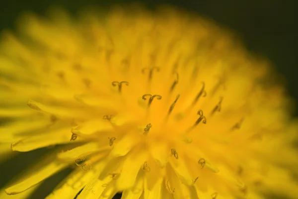Wspólny żółty mniszek lekarski — Zdjęcie stockowe