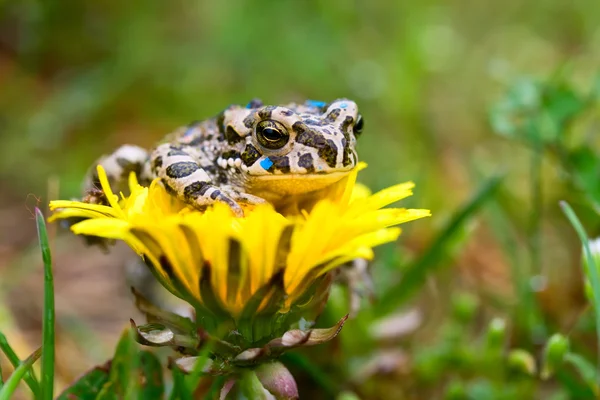 Jeune crapaud sur la fleur — Photo