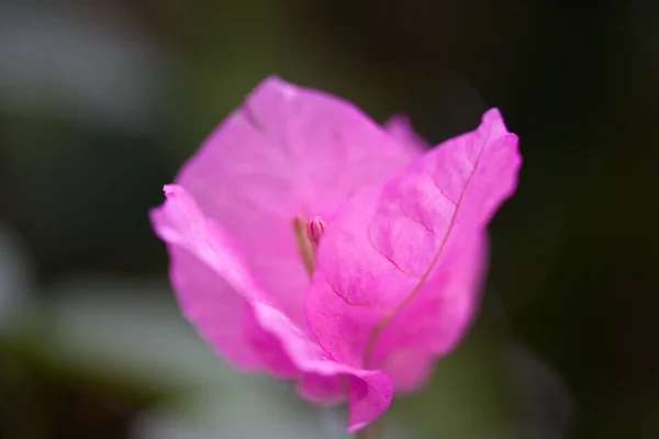 Pink flower macro — Stock Photo, Image