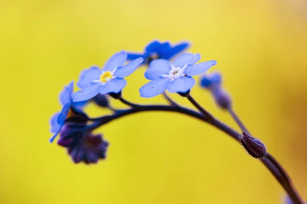 Vergeet me niet bloem — Stockfoto