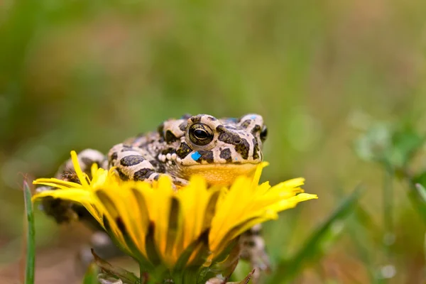 Jeune crapaud sur la fleur — Photo