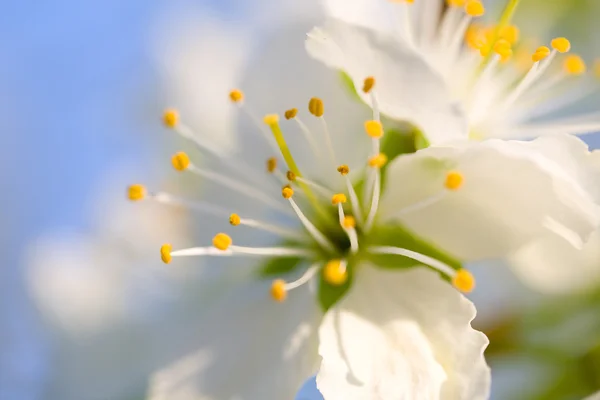 White cherry flower — Stock Photo, Image