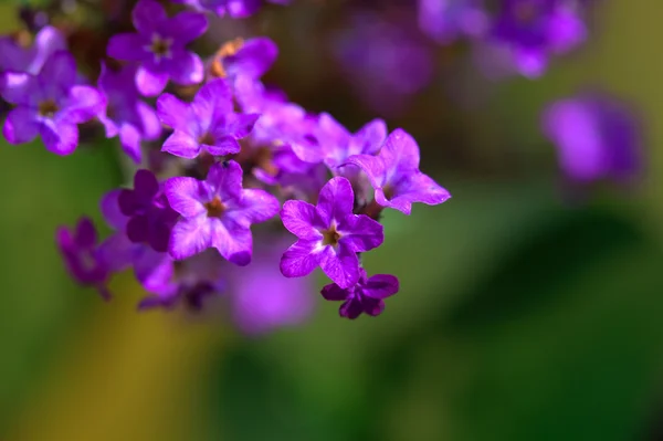 Veilchenblütenmakro — Stockfoto