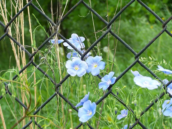 Flax on green background — Stock Photo, Image