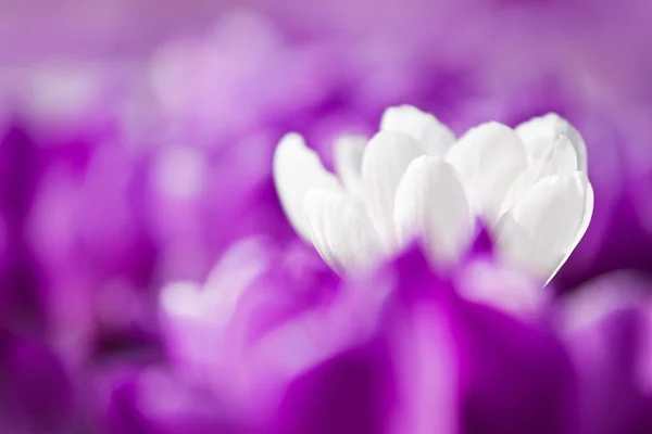 Weiße Krokusse mit violetten — Stockfoto