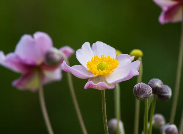 Fleur d'anémone japonaise — Photo