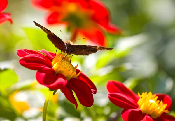 Motýl na květu makro — Stock fotografie