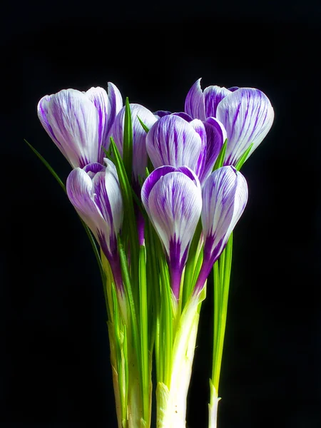 Crocus on the black background — Stock Photo, Image