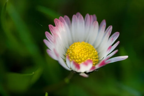 Fleur de marguerite sur fond vert — Photo