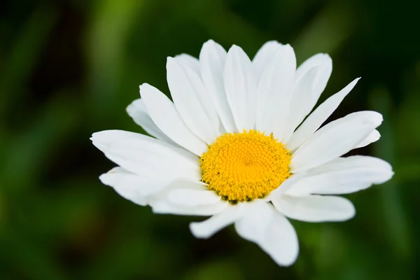 Százszorszép virág, zöld háttér — Stock Fotó
