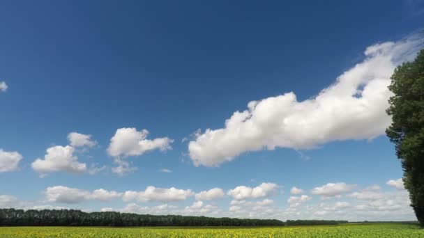 Wolken über dem Sonnenblumenfeld — Stockvideo