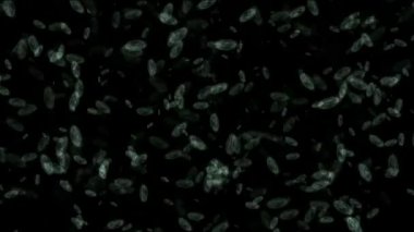 mikroplar veya bakteri hareketi