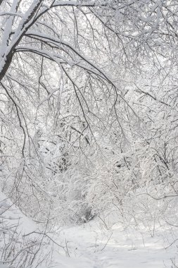 Parkta kış manzarası