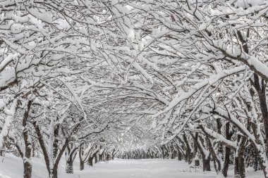 Parkta kış manzarası