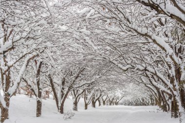 Parkta kış manzarası