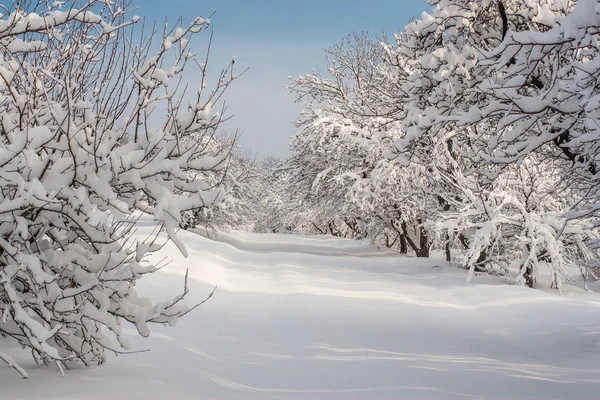 Paisaje invernal en un parque —  Fotos de Stock