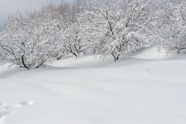 Winter landscape in a park — Stock Photo, Image