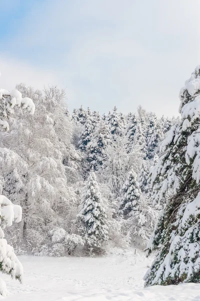 Winterlandschaft im Park — Stockfoto