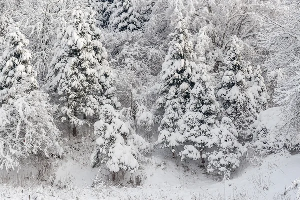 Paisaje invernal en un parque — Foto de Stock