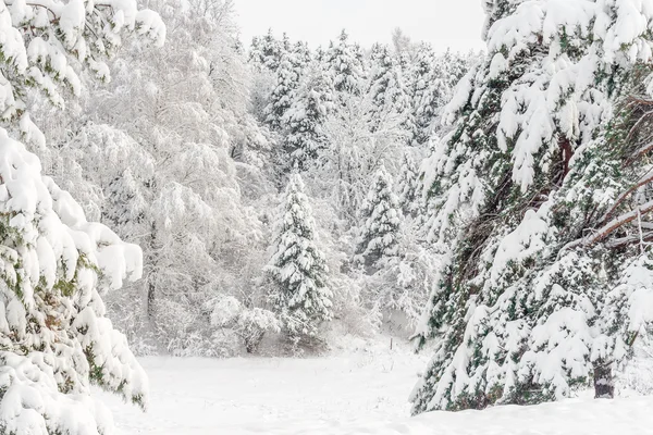 Parkta kış manzarası — Stok fotoğraf