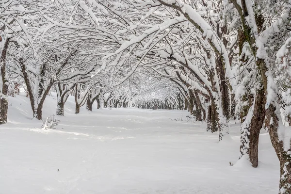 Paisagem de inverno em um parque — Fotografia de Stock