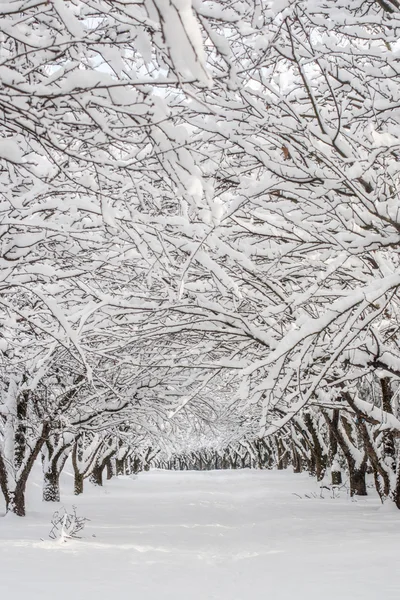 Parkta kış manzarası — Stok fotoğraf