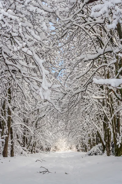 Paisaje invernal en un parque — Foto de Stock