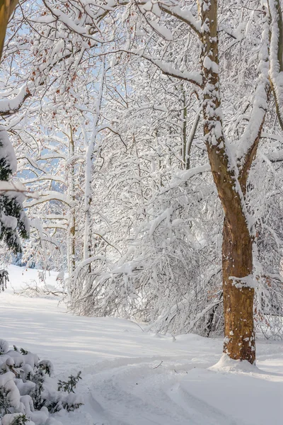 Paisaje invernal en un parque — Foto de Stock