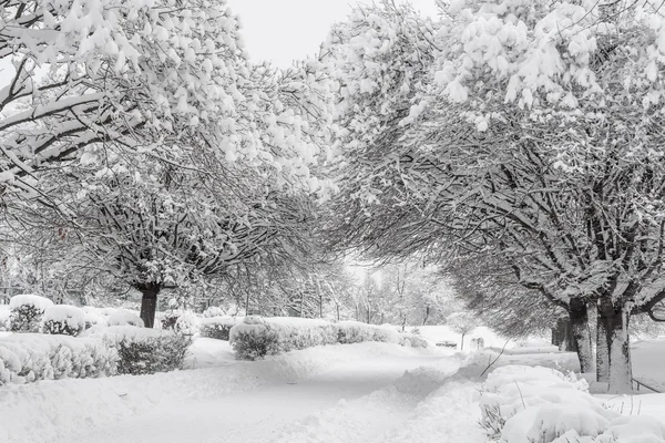 Winter landscape in a park — Stock Photo, Image