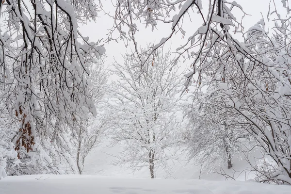 Paisaje invernal en un parque — Foto de Stock